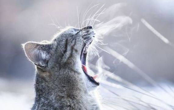 Котешки вълнения – уникални снимки на котки