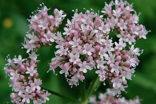 Лечебната дилянка