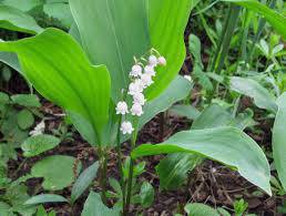 Момина сълза – форсиране