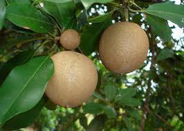 Дървесен картоф