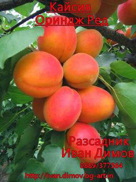 Овощен Разсадник „Иван Димов“ град Варна