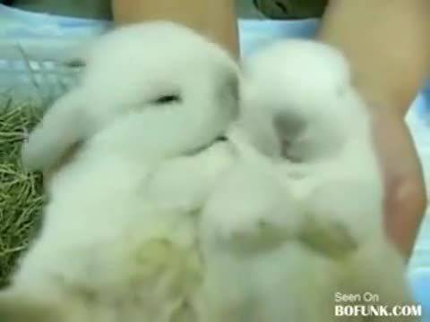 Много малки и сладки зайчета