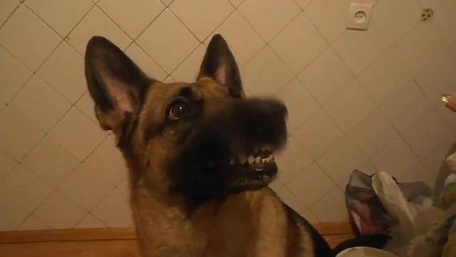 Куче прави смешни физиономии при команда