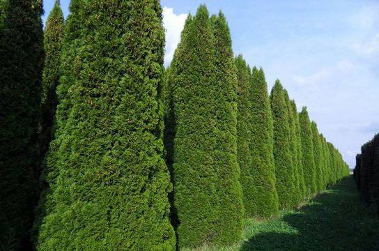 Защо пожълтяват градинските туи