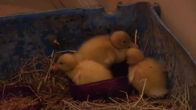 Невероятно… Котка отглежда бебе патенца изоставени от майка си