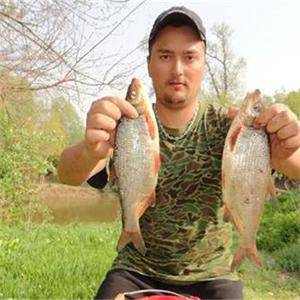 Морунаши завладяха река Искър. Риби по половин килограм навлизат от Дунав, за да хвърлят хайвера си 4986