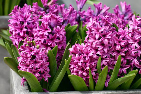 Доставка на цветя, доставка на букети, магазини за цветя и поръчка на цветя: Зюмбюл