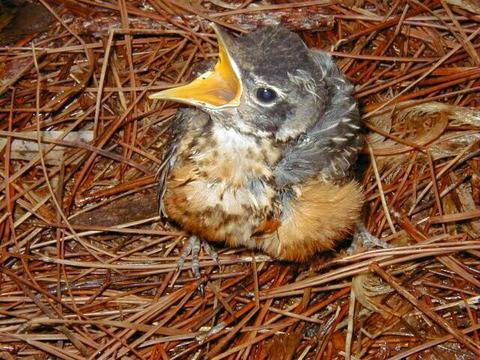 YouR Plac3: 8 интересни снимки на малки птиченца