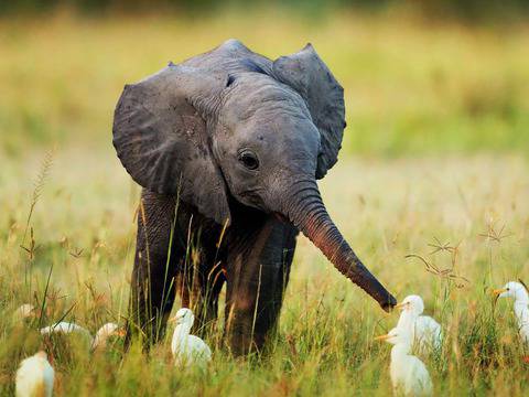 GIF-чета със смешни бебета слончета