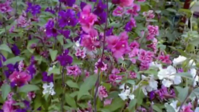 Честит Празник, Цветница!