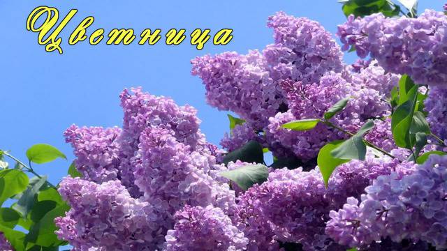 Цветница с Красотата на Цветята !Честит Празник !