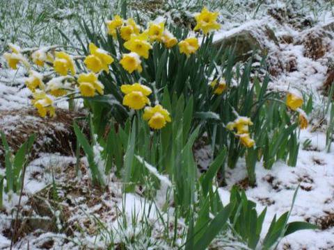Сняг утре, слънце по Великден