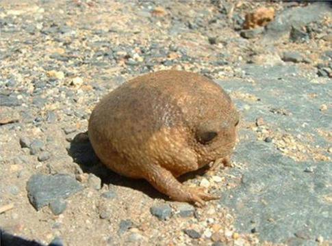 Тези животинки са реални, въпреки че изглеждат извънземни