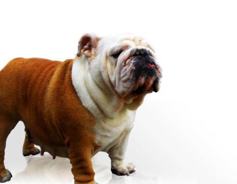 Това ли е най-смешното куче?