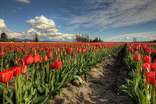 Най-красивите градини на света