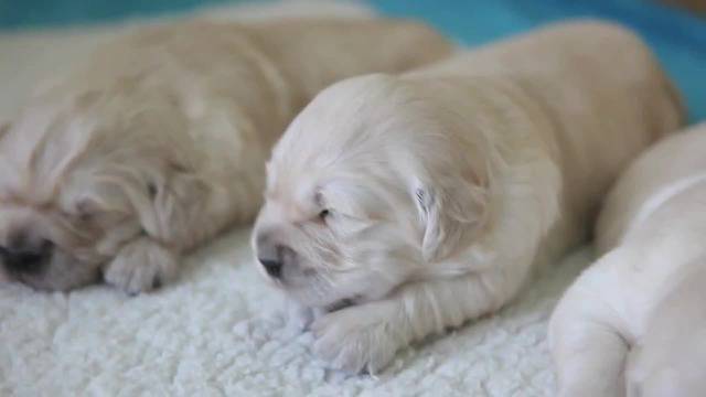 Спинкащи Сладури !..