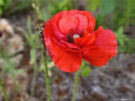 Да боядисаме великденски яйца с естествени продукти?