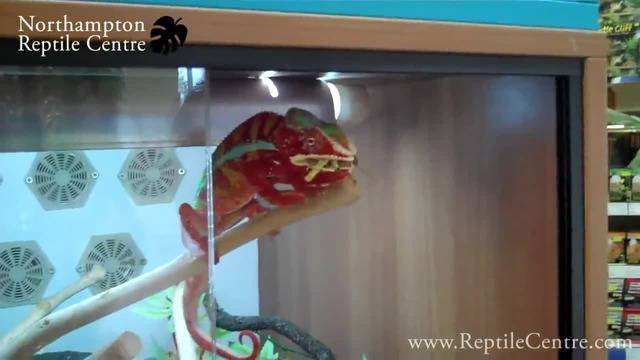 Йеменски Хамелеон ви Честити денят на Земята – Earth Day 2014 Google