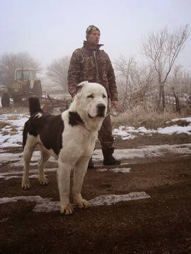 МИСИЯ Средноазиатска овчарка-алабай АЛАБАЙ