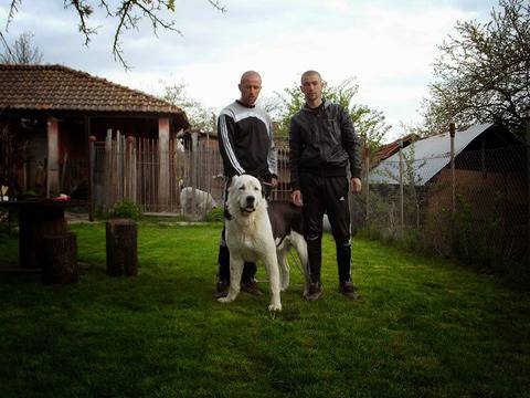 ЗА РАЗВЪДНИКА Средноазиатска овчарка-алабай АЛАБАЙ