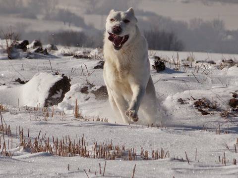 АКЕЛА Средноазиатска овчарка-алабай АЛАБАЙ
