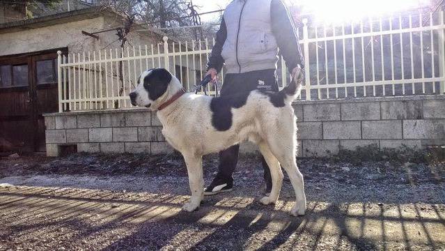 ПОВЕДЕНЧЕСКИ ТЕСТ НА АЛАБАЙ