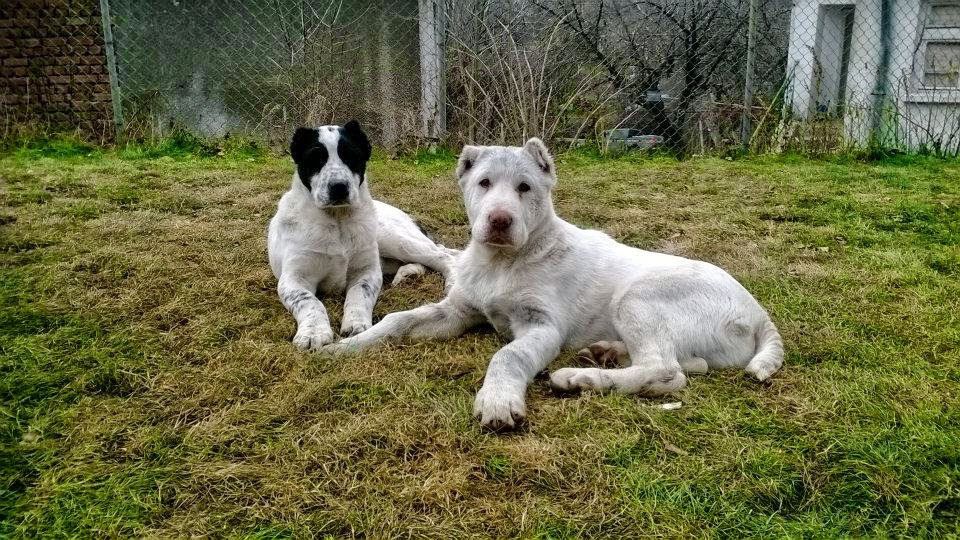 sredno aziatska ovcharka