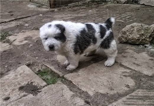 ПОТОМЦИТЕ НА КАРАБАШ – ВЕДА