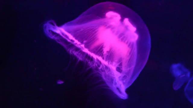 Ушата Медуза (Aurelia aurita) – Earth Day 2014