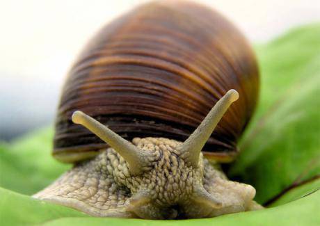 Лекуват тумори с охлюви