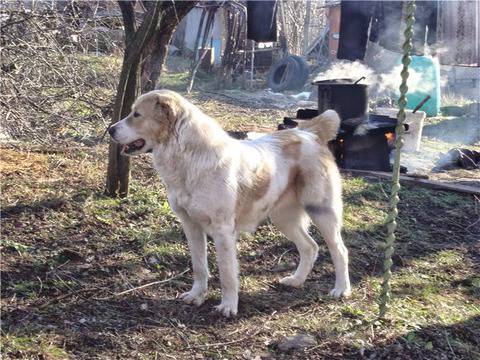 АЛАДЖА Средноазиатска овчарка-алабай АЛАБАЙ