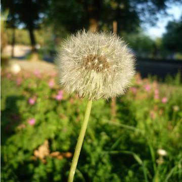 Глухарче за здраве през пролетта