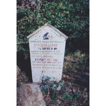 1100-годишният чинар в с. Белащица