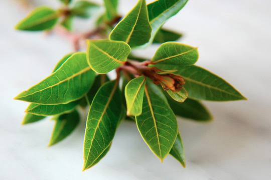 Лечебни и разкрасителни свойства на дафиновия лист