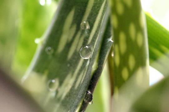 Лечебна отвара с алое топи кисти