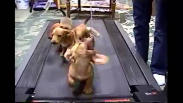 Кученца се надбягват за сладкиш на ходеща пътечка