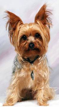 Йоркширски териер