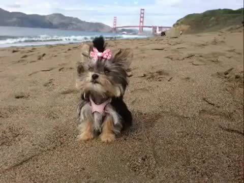 Най-умното кученце – Йоркширски мозък