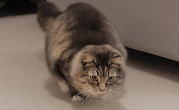 Безкрайността от животинска гледна точка