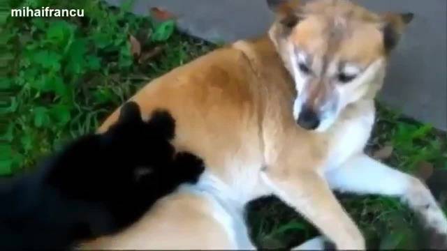 Котета Масажисти – Компилация