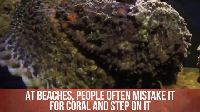 7 животни, които правят Австралия най-опасното място на света