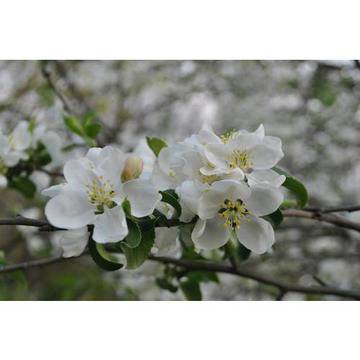 На крилете на пролетта