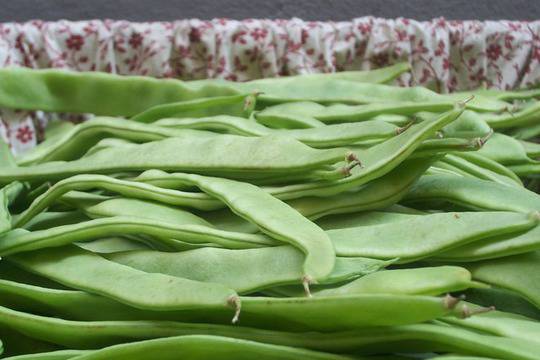 Полезни свойства на зеления фасул