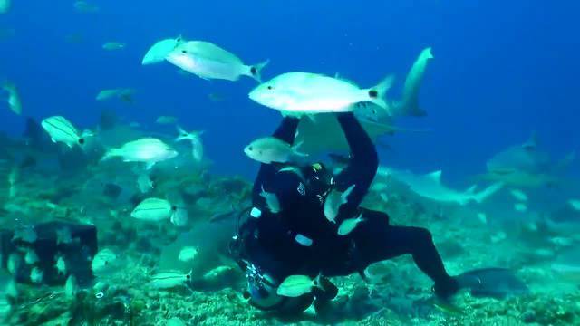 Да погалиш тигрова акула!!! Подводен свят