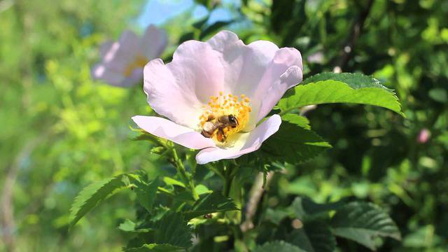 Пчела събира цветен прашец, опрашване с пчели
