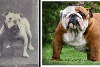 Преди и сега: Бруталната промяна на популярни породи кучета