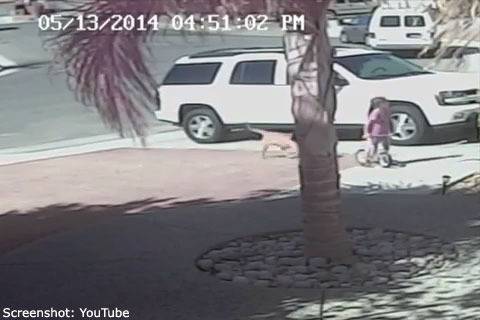 Това е приятел: Котка спасява дете от подивяло куче (видео)