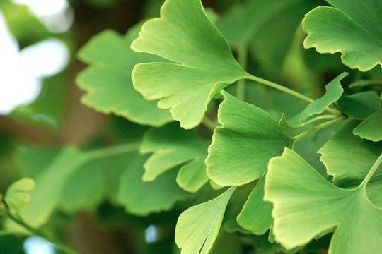 Билки, понижаващи кръвното налягане