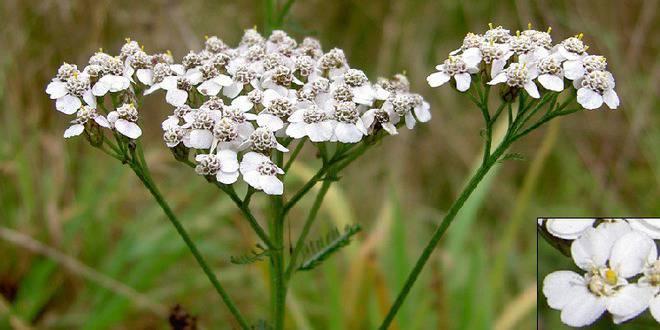 Бял равнец – най-тачената билка