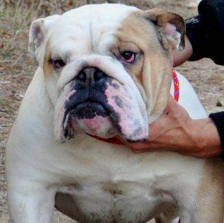 Английски булдог от полите на Родопите